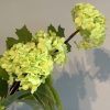 Hortensiatak fris groen - Afbeelding 3