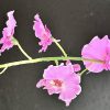Zijden Dancing Orchid - Afbeelding 4
