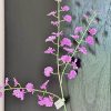 Zijden Dancing Orchid - Afbeelding 3