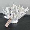 Koraal Polyresine Wit M - Afbeelding 2