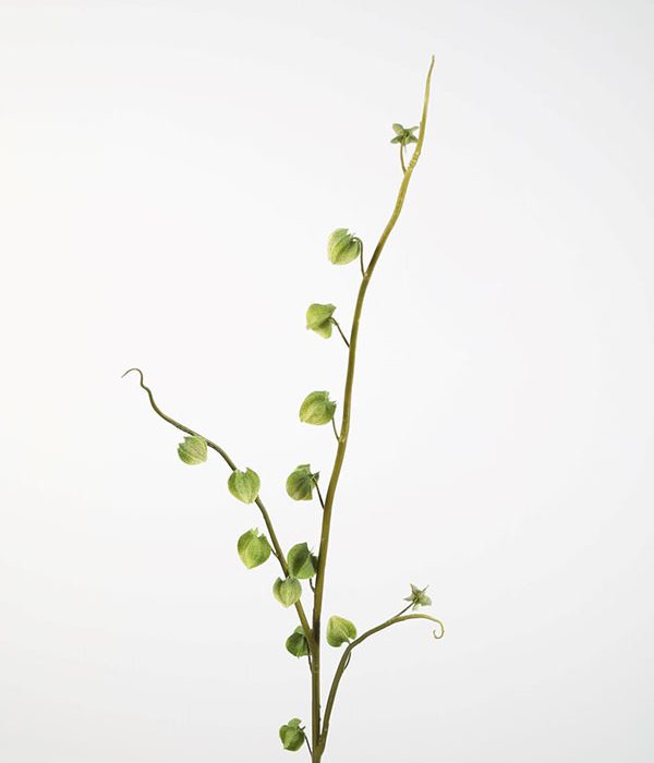 Colours and Green groene Physalis lampiontak van 104 cm